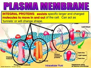 INTEGRAL PROTEINSINTEGRAL PROTEINS: assistsassists specific larger and charged
molecules to move in and outmolecules to move in and out of the cell. Can act as
‘tunnels’ or will change shape.
 