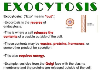 ExocytosisExocytosis: (“Exo” means “out”“out”.)
•Exocytosis is the reversereverse of
endocytosis.
•This is where a cell releases thereleases the
contentscontents of a vesicle outside of the cell.
•These contents may be wastes, proteins, hormoneswastes, proteins, hormones, or
some other product for secretion.
•This also requires energy.requires energy.
•Example: vesicles from the GolgiGolgi fuse with the plasma
membrane and the proteins are released outside of the cell.
 