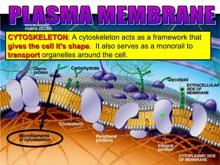 CYTOSKELETONCYTOSKELETON: A cytoskeleton acts as a framework that
gives the cell it's shapegives the cell it's shape. It also serves as a monorail to
transporttransport organelles around the cell.
 