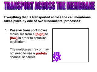 1. Passive transport moves
molecules from a [high][high] to
[low][low] in order to establish
equilibrium.
The molecules may or may
not need to use a proteinprotein
channel or carrier.
Everything that is transported across the cell membrane
takes place by one of two fundamental processes:
 