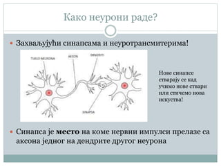 Nervni sistem | PPT