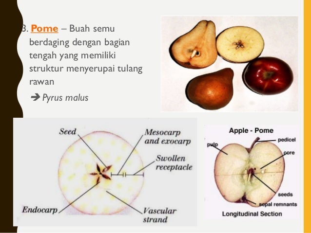 Anatomi bunga buah biji