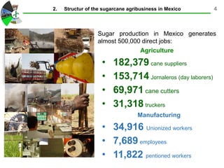4
Sugar production in Mexico generates
almost 500,000 direct jobs:
Agriculture
• 182,379 cane suppliers
• 153,714 Jornaleros (day laborers)
• 69,971 cane cutters
• 31,318 truckers
Manufacturing
• 34,916 Unionized workers
• 7,689 employees
• 11,822 pentioned workers
2. Structur of the sugarcane agribusiness in Mexico
 