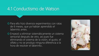 4.1 Conductismo de Watson
 Para ello hizo diversos experimentos con ratas
de 6 meses, que ya habían aprendido el
laberinto antes.
 Empezó a eliminar sistemáticamente un sistema
sensorial después de otro, así pues fue
eliminando el sistema de la visión, el gusto, el
olfato y no se produjo ninguna diferencia a la
hora de resolver el laberinto..
 