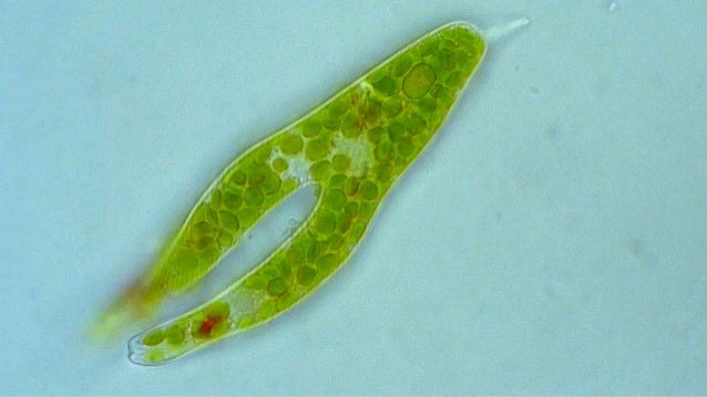  Phylum  Euglenophyta  Euglena  