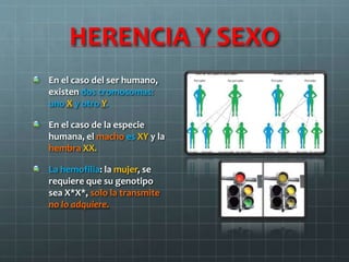 HERENCIA Y SEXO
En el caso del ser humano,
existen dos cromosomas:
uno X y otro Y.
En el caso de la especie
humana, el macho es XY y la
hembra XX.
La hemofilia: la mujer, se
requiere que su genotipo
sea X*X*, solo la transmite
no lo adquiere.
 
