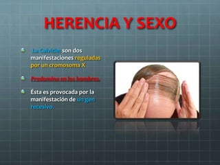 HERENCIA Y SEXO
La Calvicie: son dos
manifestaciones reguladas
por un cromosoma X
Predomina en los hombres.
Ésta es provocada por la
manifestación de un gen
recesivo.
 