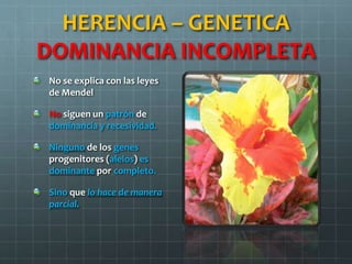 HERENCIA – GENETICA
DOMINANCIA INCOMPLETA
No se explica con las leyes
de Mendel
No siguen un patrón de
dominancia y recesividad.
Ninguno de los genes
progenitores (alelos) es
dominante por completo.
Sino que lo hace de manera
parcial.
 