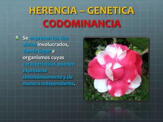 HERENCIA – GENETICA
CODOMINANCIA
Se expresan los dos
alelos involucrados,
dando lugar a
organismos cuyas
características pueden
expresarse
simultáneamente y de
manera independiente.
 