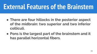 External Features of the Brainstem
● There are four hillocks in the posterior aspect
of the midbrain: two superior and two inferior
colliculi.
● Pons is the largest part of the brainstem and it
has parallel horizontal fibers.
11
 