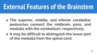 ● The superior, middle, and inferior cerebellar
peduncles connect the midbrain, pons, and
medulla with the cerebellum, respectively.
● It may be difficult to distinguish the lower part
of the medulla from the spinal cord.
External Features of the Brainstem
12
 