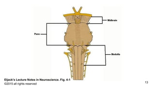 Eljack’s Lecture Notes in Neuroscience. Fig. 4-1
©2015 all rights reserved 13
 