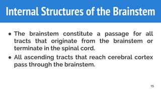 Internal Structures of the Brainstem
● The brainstem constitute a passage for all
tracts that originate from the brainstem or
terminate in the spinal cord.
● All ascending tracts that reach cerebral cortex
pass through the brainstem.
15
 