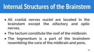 Internal Components of the
Brainstem
● All cranial nerves nuclei are located in the
brainstem except the olfactory and optic
nerves.
● The tectum constitute the roof of the midbrain.
● The tegmentum is a part of the brainstem
resembling the core of the midbrain and pons.
16
Internal Structures of the Brainstem
 