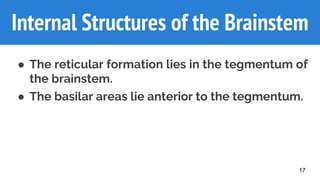 17
Internal Components of the
Brainstem
● The reticular formation lies in the tegmentum of
the brainstem.
● The basilar areas lie anterior to the tegmentum.
Internal Structures of the Brainstem
 