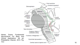 Haines, Duane. Fundamental
Neuroscience For Basic And
Clinical Applications. 4th ed.
Philadelphia: Elsevier, 2013. Fig.
10-2
18
 