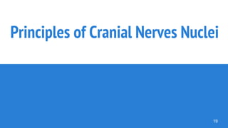 Principles of Cranial Nerves Nuclei
19
 
