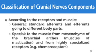 Classification of Cranial Nerves Components
● According to the receptors and muscle:
○ General: standard afferents and efferents
going to different body parts.
○ Special: to the muscle from mesenchyme of
the branchial arches (muscles of
mastication) and from highly specialized
receptors (e.g. chemoreceptors).
23
 