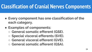 Classification of Cranial Nerves Components
● Every component has one classification of the
each category.
● Examples of components:
○ General somatic efferent (GSE).
○ Special visceral efferents (SVE).
○ General visceral efferent (GVE).
○ General somatic afferent (GSA).
24
 