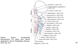 26
Haines, Duane. Fundamental
Neuroscience For Basic And Clinical
Applications. 4th ed. Philadelphia: Elsevier,
2013. Fig. 10-7
 