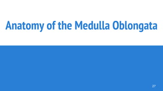 Anatomy of the Medulla Oblongata
27
 