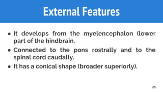 28
External Features
● It develops from the myelencephalon (lower
part of the hindbrain.
● Connected to the pons rostrally and to the
spinal cord caudally.
● It has a conical shape (broader superiorly).
 