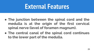 29
● The junction between the spinal cord and the
medulla is at the origin of the first cervical
spinal nerve (level of foramen magnum).
● The central canal of the spinal cord continues
to the lower part of the medulla.
External Features
 
