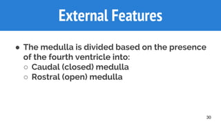 30
External Features
● The medulla is divided based on the presence
of the fourth ventricle into:
○ Caudal (closed) medulla
○ Rostral (open) medulla
 