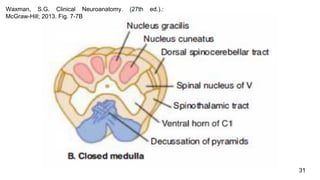 31
Waxman, S.G. Clinical Neuroanatomy. (27th ed.).:
McGraw-Hill; 2013. Fig. 7-7B
 