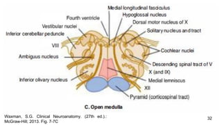 32Waxman, S.G. Clinical Neuroanatomy. (27th ed.).:
McGraw-Hill; 2013. Fig. 7-7C
 