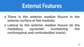 33
External Features
● There is the anterior median fissure in the
anterior surface of the medulla.
● Lateral to the anterior median fissure lie the
medullary pyramids (containing the
corticospinal and corticobulbar tracts).
 