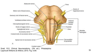 35
Snell, R.S. Clinical Neuroanatomy. (7th ed.). Philadelphia:
Lippincott Williams & Wilkins; 2010. Fig. 5-9A
 