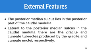 36
External Features
● The posterior median sulcus lies in the posterior
part of the caudal medulla.
● Lateral to the posterior median sulcus in the
caudal medulla there are the gracile and
cuneate tubercles produced by the gracile and
cuneate nuclei, respectively.
 
