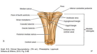 37
Snell, R.S. Clinical Neuroanatomy. (7th ed.). Philadelphia: Lippincott
Williams & Wilkins; 2010. Fig. 5-9B
 