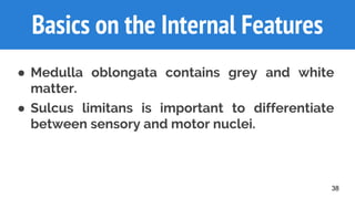 38
Basics on the Internal Features
● Medulla oblongata contains grey and white
matter.
● Sulcus limitans is important to differentiate
between sensory and motor nuclei.
 