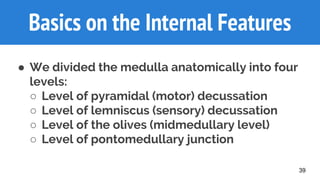 39
Basics on the Internal Features
● We divided the medulla anatomically into four
levels:
○ Level of pyramidal (motor) decussation
○ Level of lemniscus (sensory) decussation
○ Level of the olives (midmedullary level)
○ Level of pontomedullary junction
 