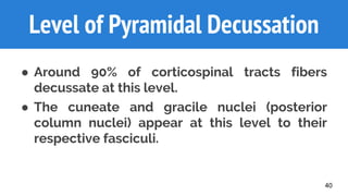 40
Level of Pyramidal Decussation
● Around 90% of corticospinal tracts fibers
decussate at this level.
● The cuneate and gracile nuclei (posterior
column nuclei) appear at this level to their
respective fasciculi.
 