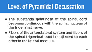 41
Level of Pyramidal Decussation
● The substantia gelatinosa of the spinal cord
becomes continuous with the spinal nucleus of
the trigeminal nerve.
● Fibers of the anterolateral system and fibers of
the spinal trigeminal tract lie adjecent to each
other in the lateral medulla.
 