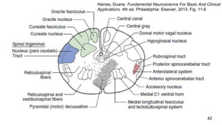42
Haines, Duane. Fundamental Neuroscience For Basic And Clinical
Applications. 4th ed. Philadelphia: Elsevier, 2013. Fig. 11-6
 