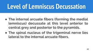 43
Level of Lemniscus Decussation
● The internal arcuate fibers (forming the medial
lemniscus) decussate at this level anterior to
central grey and posterior to the pyramids.
● The spinal nucleus of the trigeminal nerve lies
lateral to the internal arcuate fibers.
 