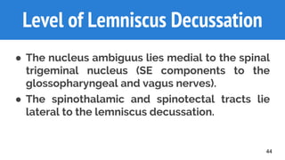 44
Level of Lemniscus Decussation
● The nucleus ambiguus lies medial to the spinal
trigeminal nucleus (SE components to the
glossopharyngeal and vagus nerves).
● The spinothalamic and spinotectal tracts lie
lateral to the lemniscus decussation.
 