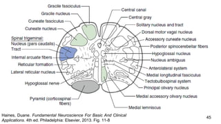 45
Haines, Duane. Fundamental Neuroscience For Basic And Clinical
Applications. 4th ed. Philadelphia: Elsevier, 2013. Fig. 11-8
 