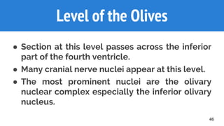 46
Level of the Olives
● Section at this level passes across the inferior
part of the fourth ventricle.
● Many cranial nerve nuclei appear at this level.
● The most prominent nuclei are the olivary
nuclear complex especially the inferior olivary
nucleus.
 