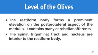 47
● The restiform body forms a prominent
elevation on the posterolateral aspect of the
medulla. It contains many cerebellar afferents.
● The spinal trigeminal tract and nucleus are
interior to the restiform body.
Level of the Olives
 
