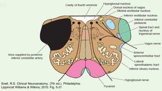 53
Snell, R.S. Clinical Neuroanatomy. (7th ed.). Philadelphia:
Lippincott Williams & Wilkins; 2010. Fig. 5-31
 