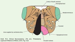 56
Snell, R.S. Clinical Neuroanatomy. (7th ed.). Philadelphia:
Lippincott Williams & Wilkins; 2010. Fig. 5-32
 