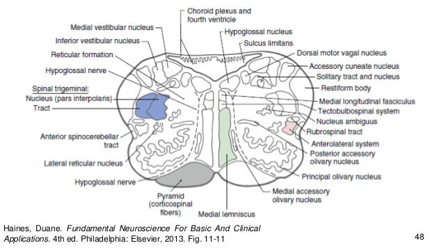 4. Brainstem (1): Overview & Medulla Oblongata