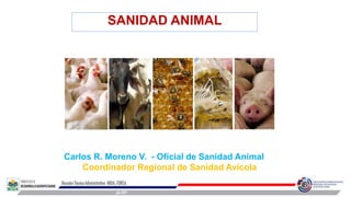 SANIDAD ANIMAL
Carlos R. Moreno V. - Oficial de Sanidad Animal
Coordinador Regional de Sanidad Avícola
 