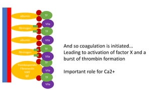 albumin
fibrinogen
albumin
fibrinogen
Trombospondin
Fibronectin
VWF
IgE
TF
VIIa
VIIa
VIIa
VIIa
TF
TF
TF
TF
VIIa
And so coagulation is initiated...
Leading to activation of factor X and a
burst of thrombin formation
Important role for Ca2+
 
