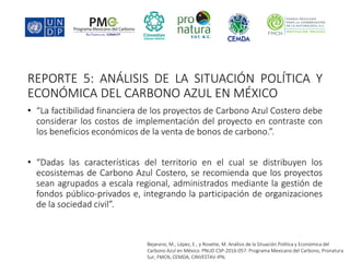 Factibilidad del carbono azul y oportunidades de financiamiento